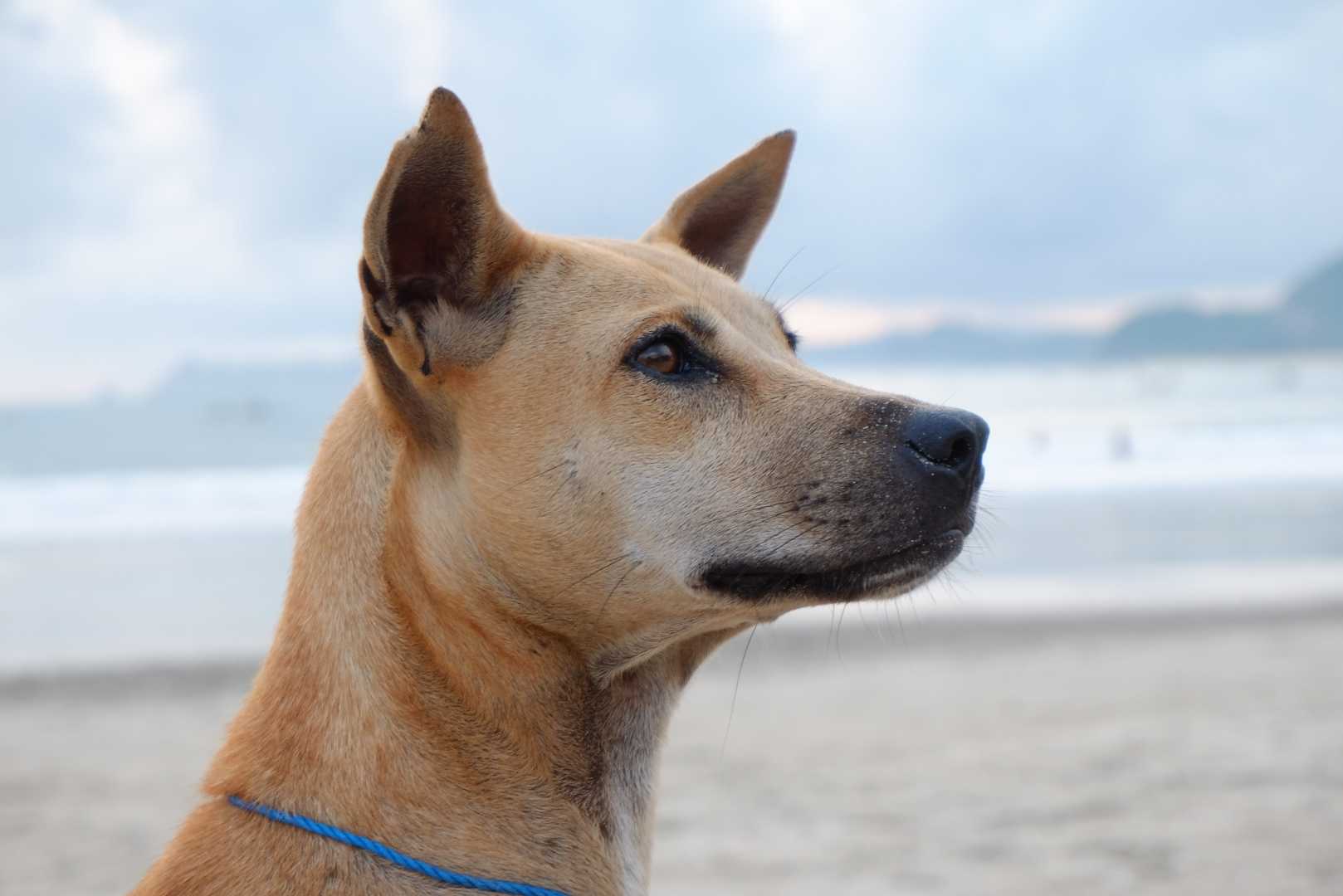 Dog