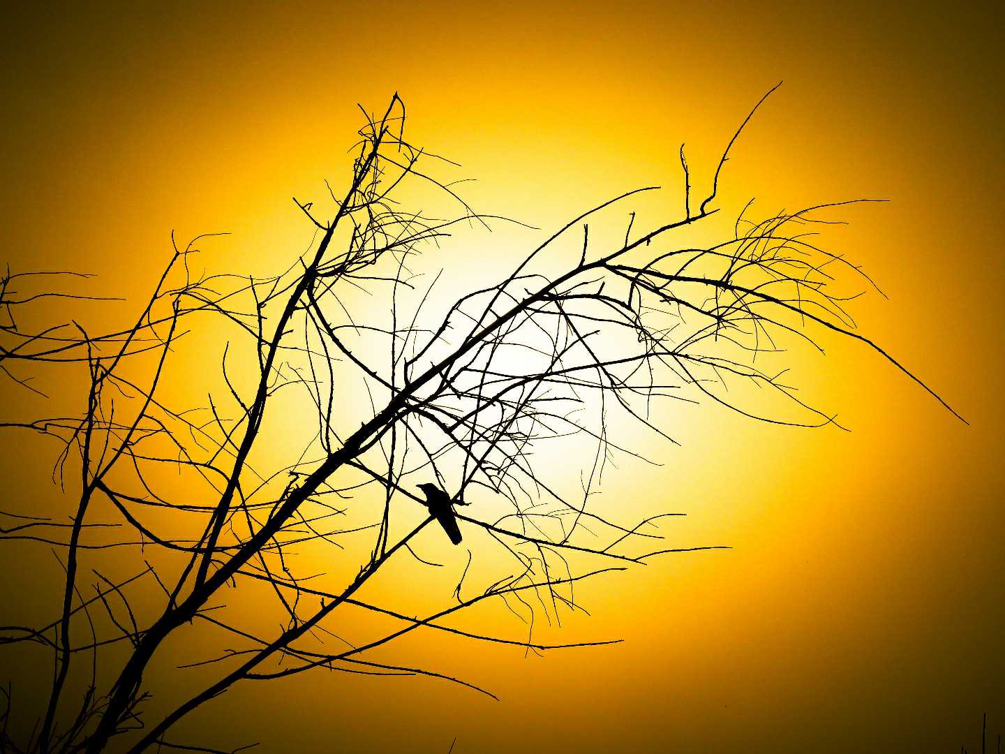Sunset and Bird 🕊️🕊️