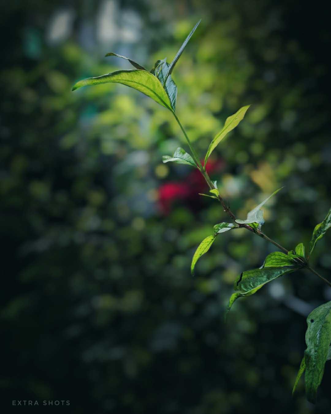 NATURE🌿