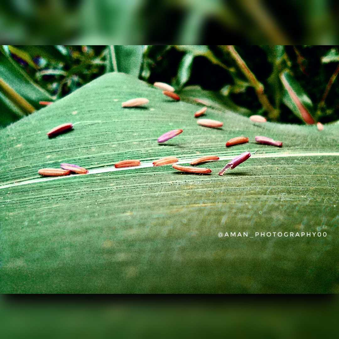 Macro lens photography.. ♥📍💙