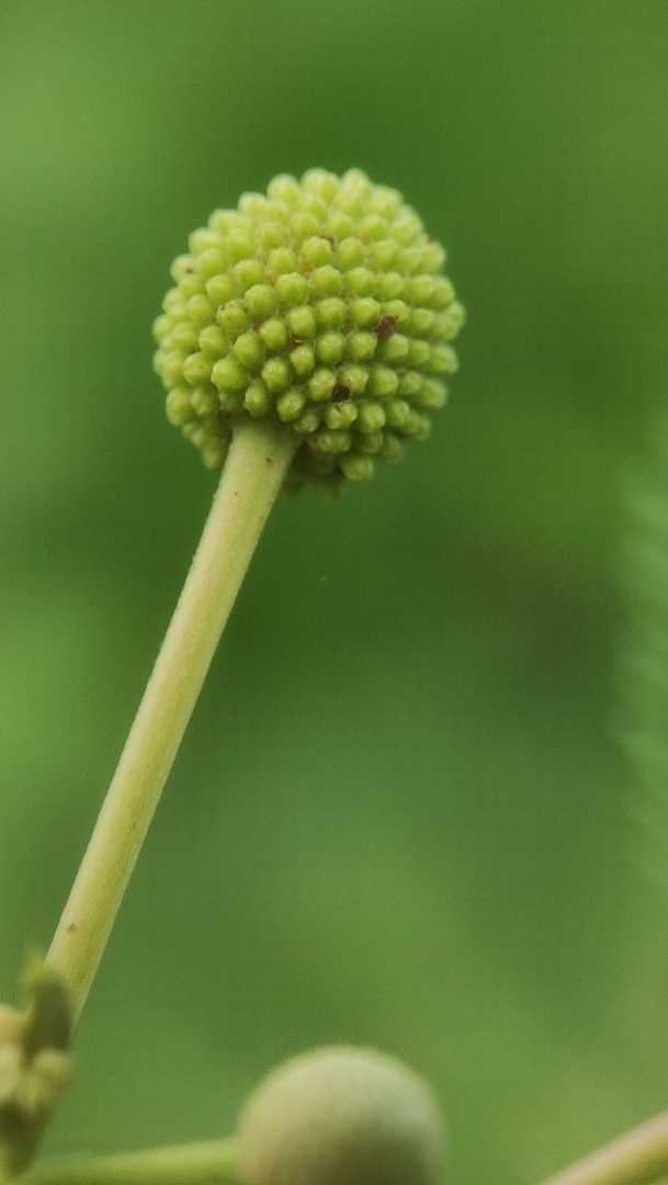 little green