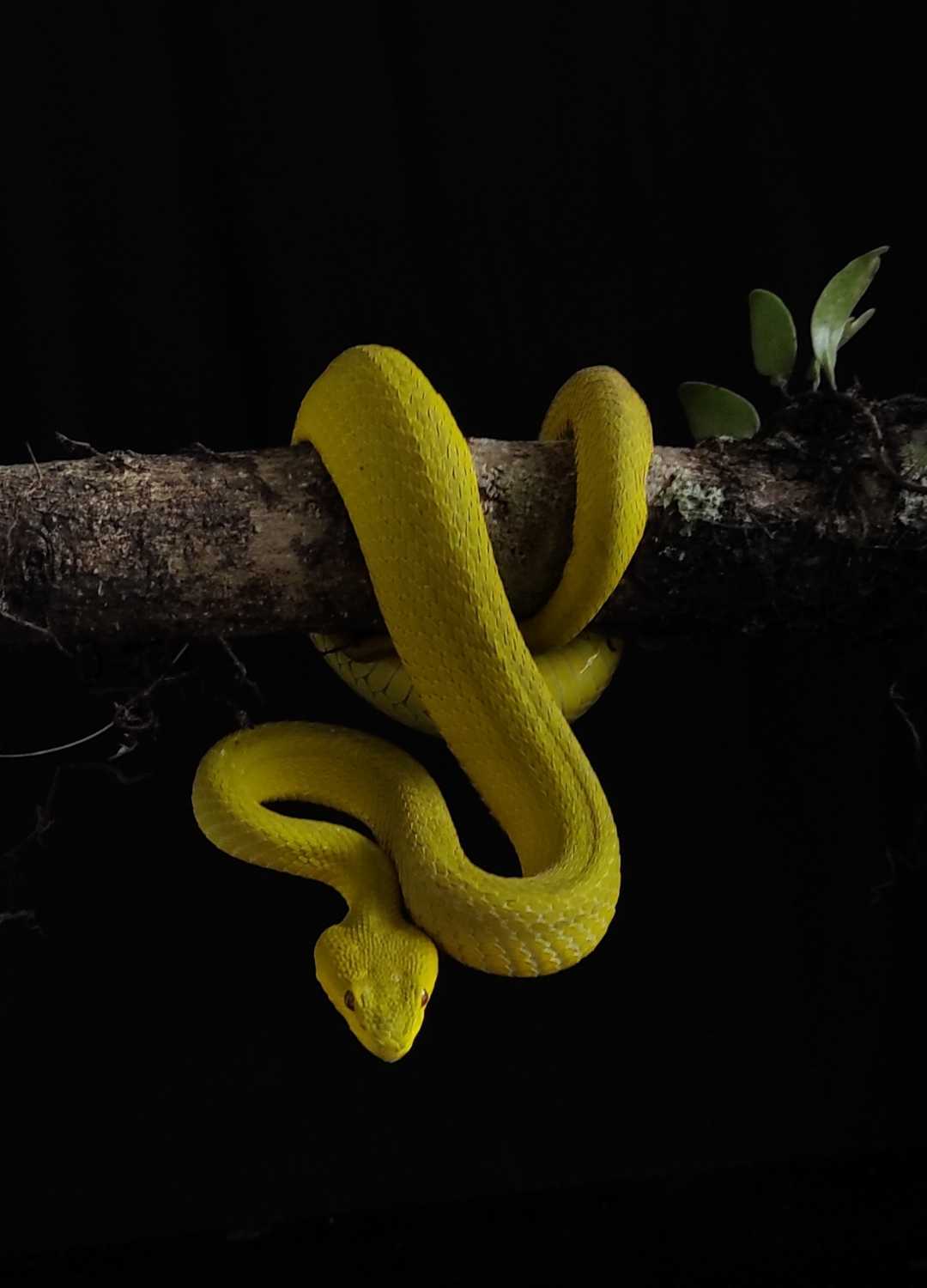 snake yellow