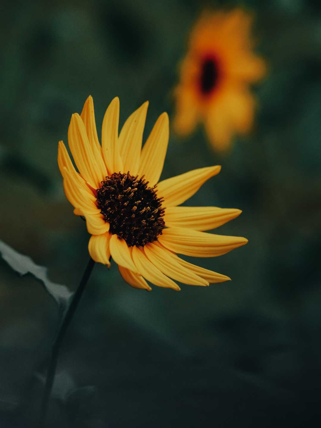 nature's beauty ✨