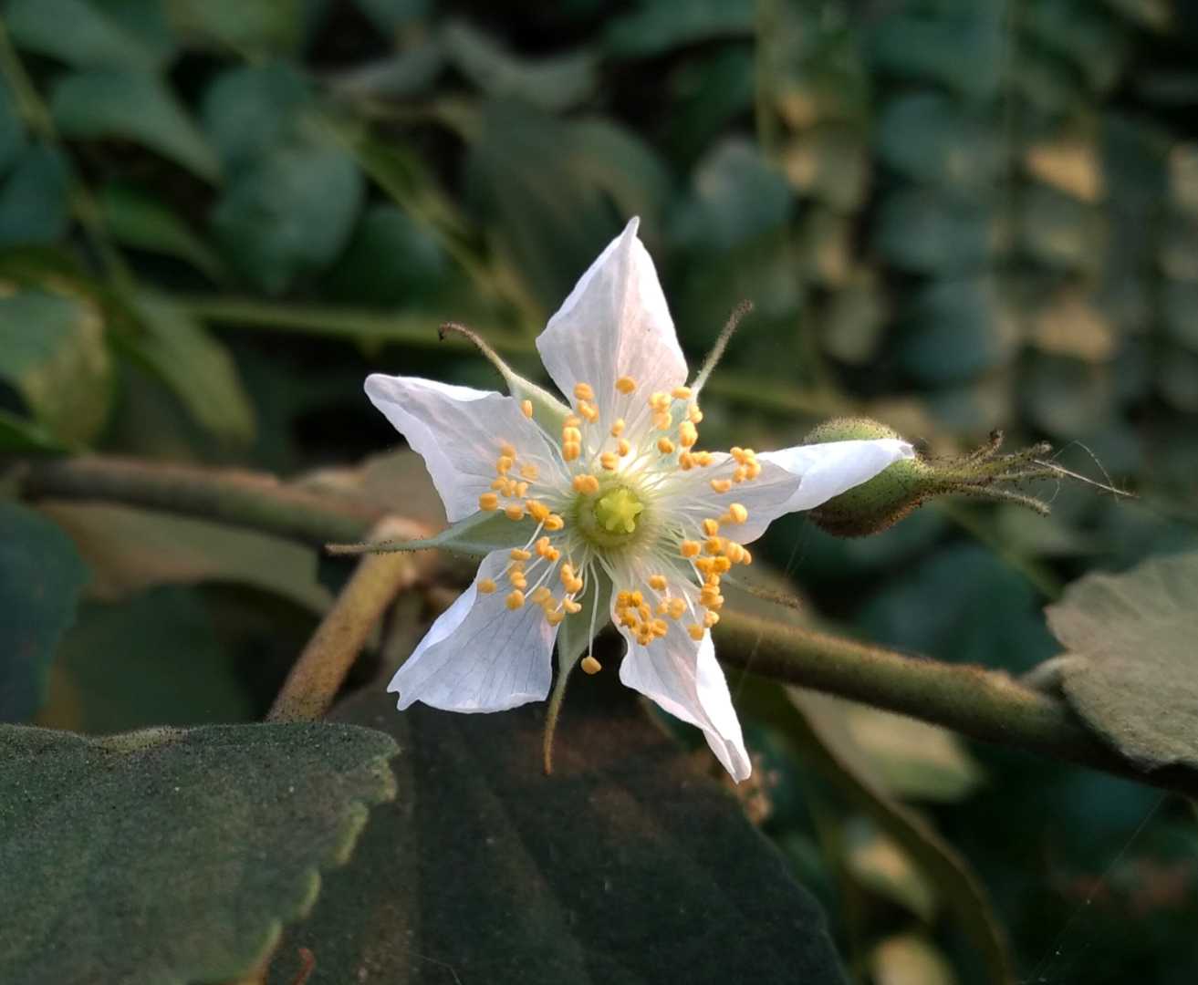 Muntingia calabura flower