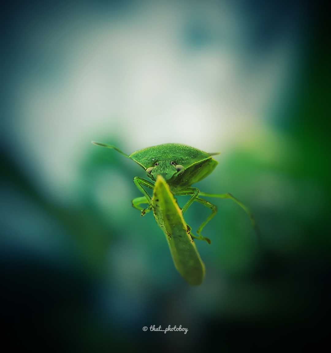 bug 🐞