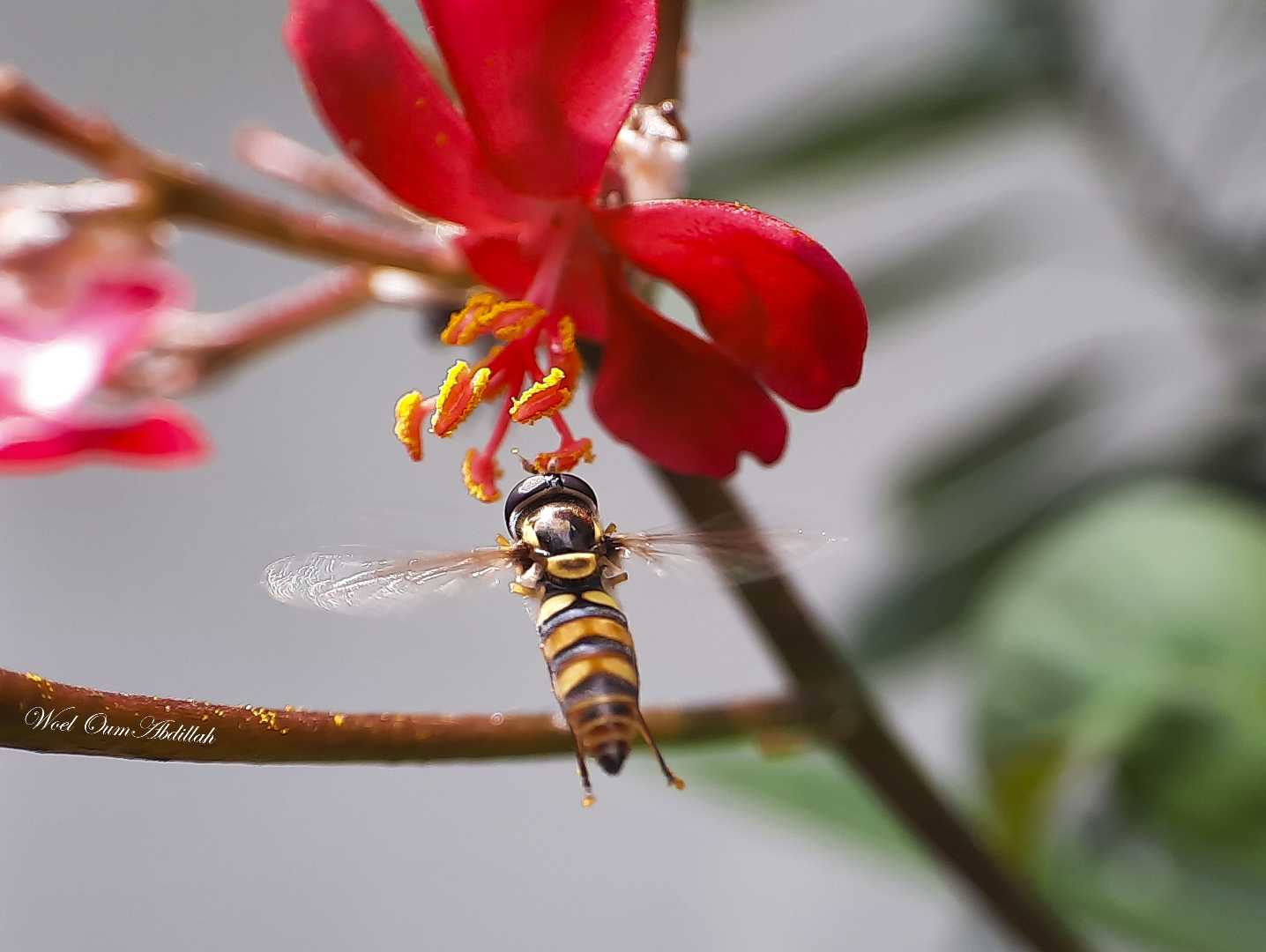 Hoverfly
