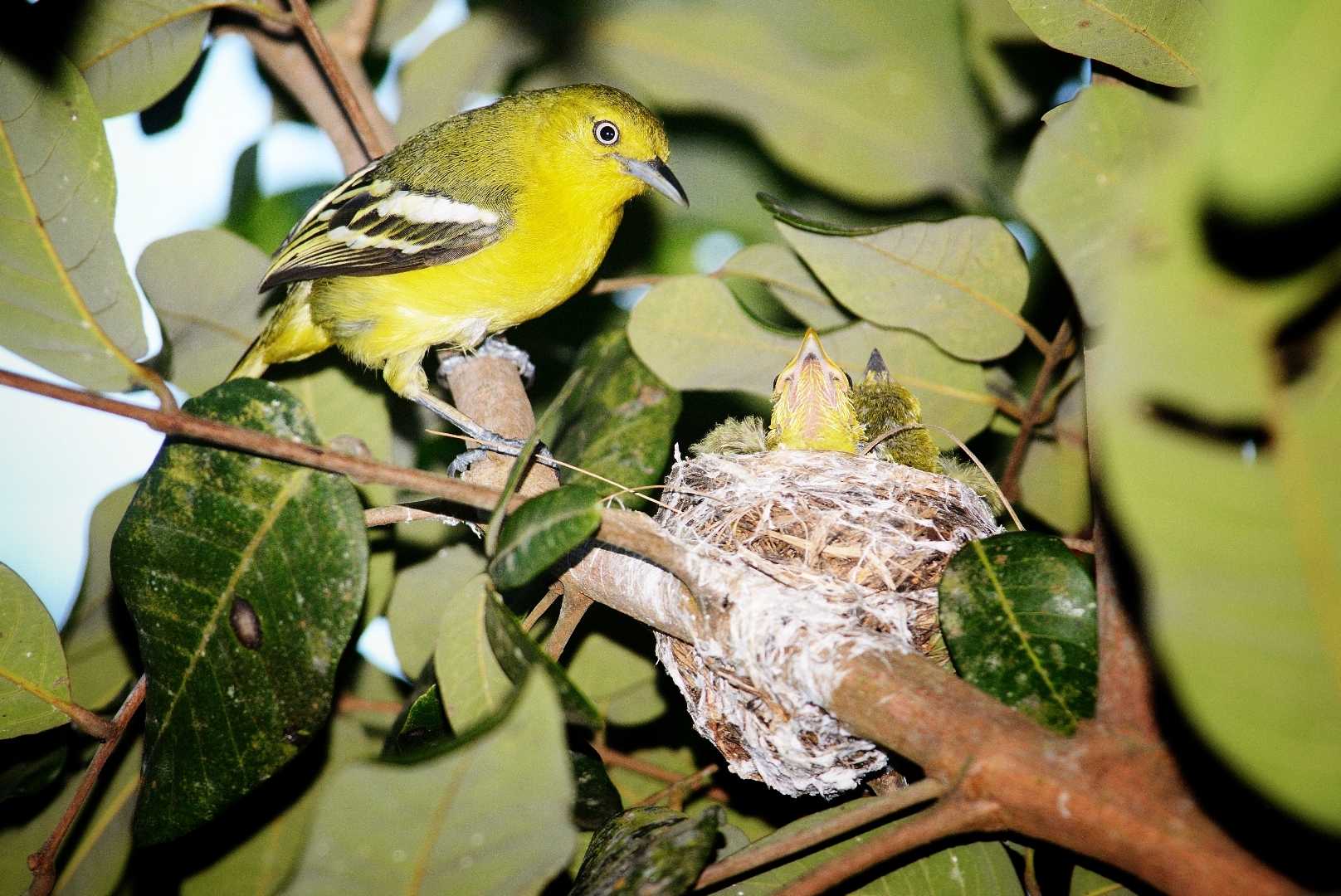 Burung Cipoh Kacat