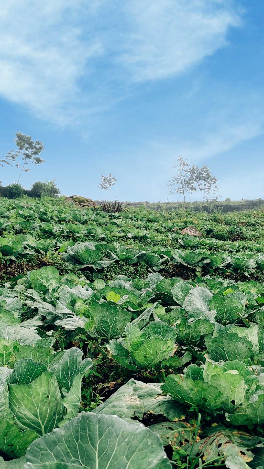 Sayur Kol - Kubis