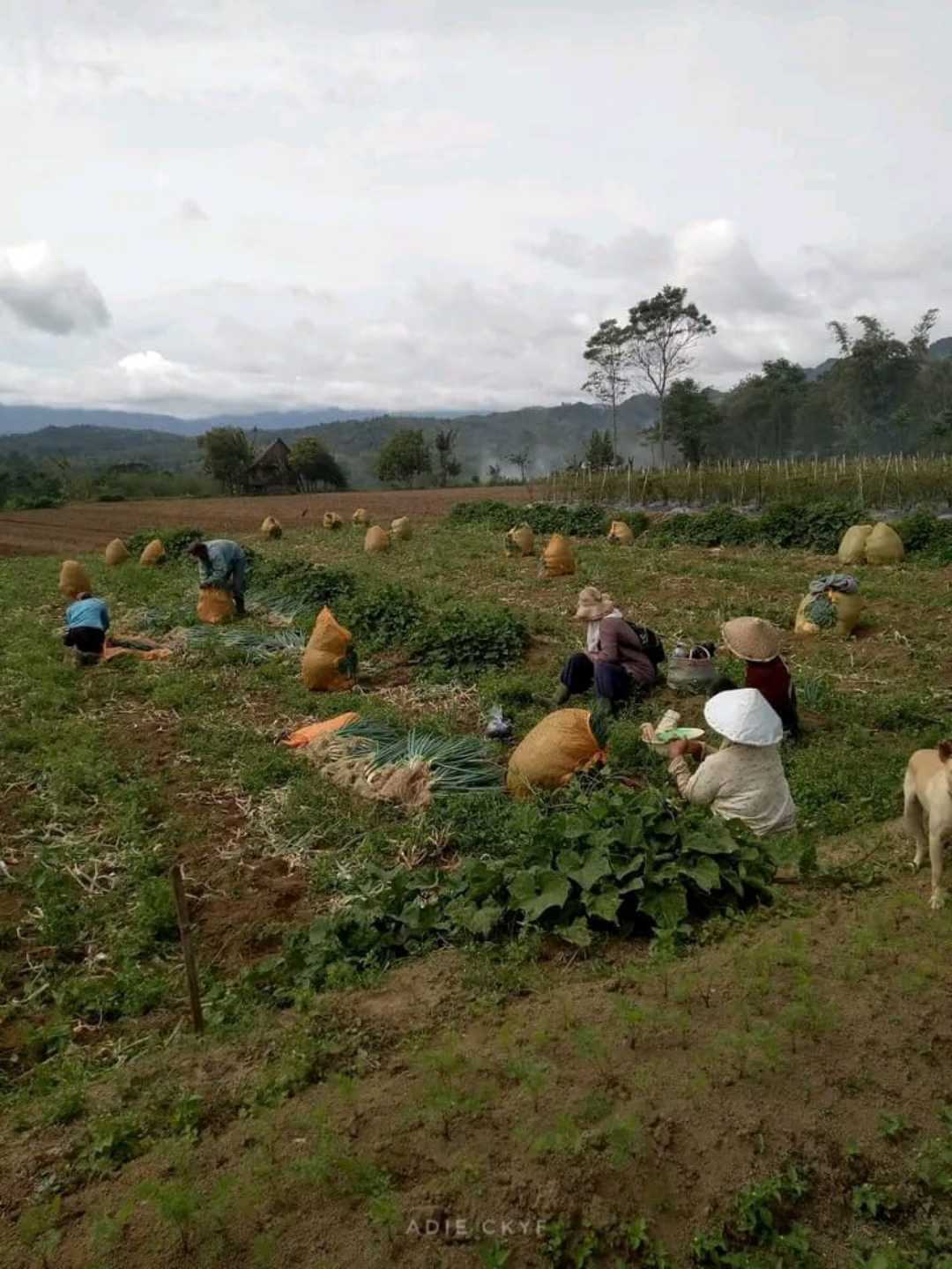 Petani Sayur 