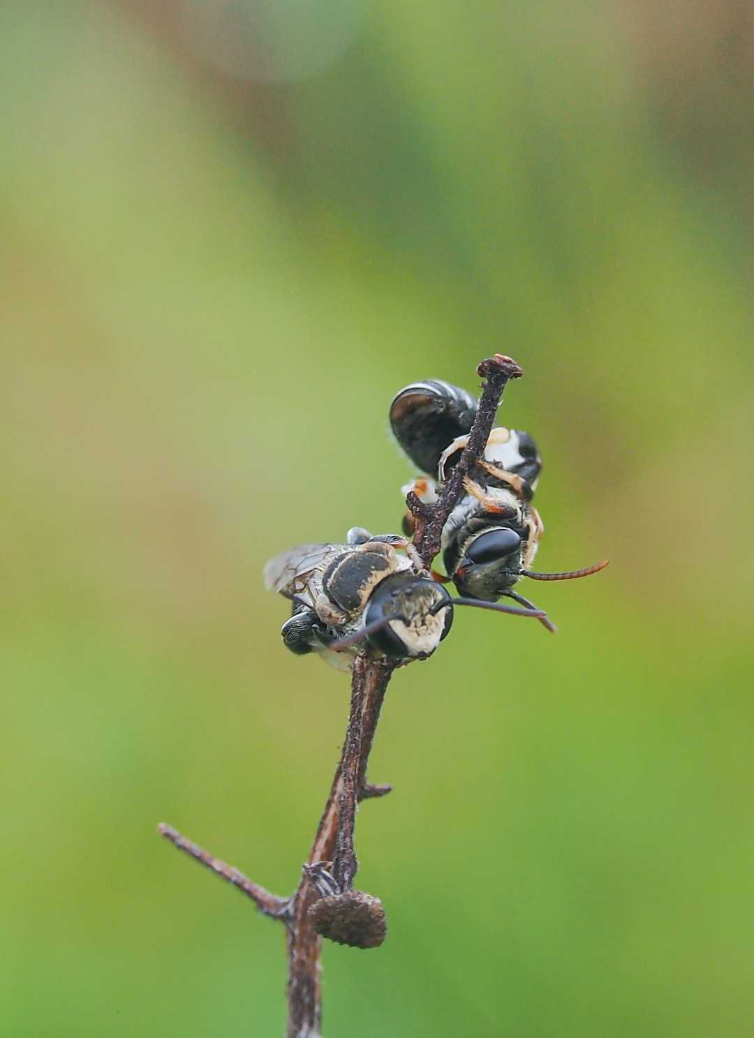 Lebah Lipotriches 