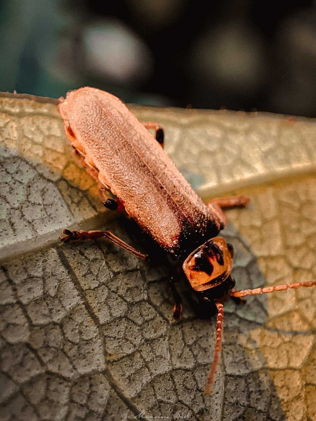 Hylecoetus dermestoides