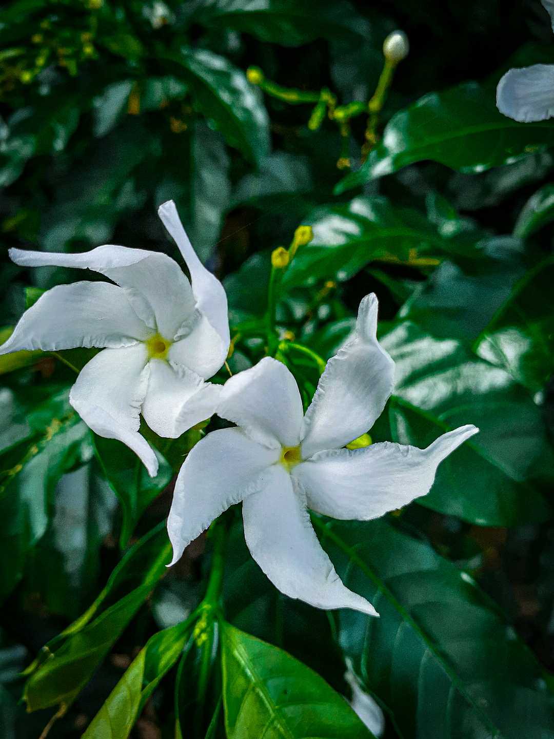 Tagar..Crape jasmine...🌸🌸