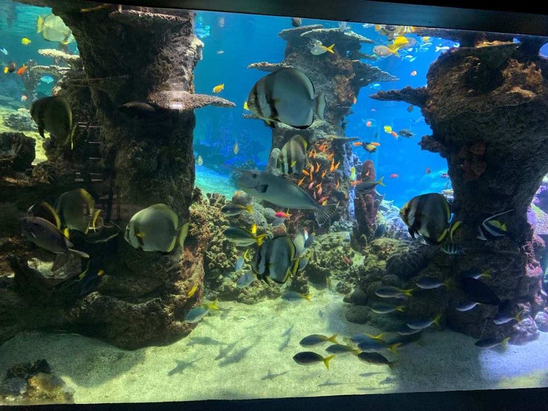 Fish for desktop