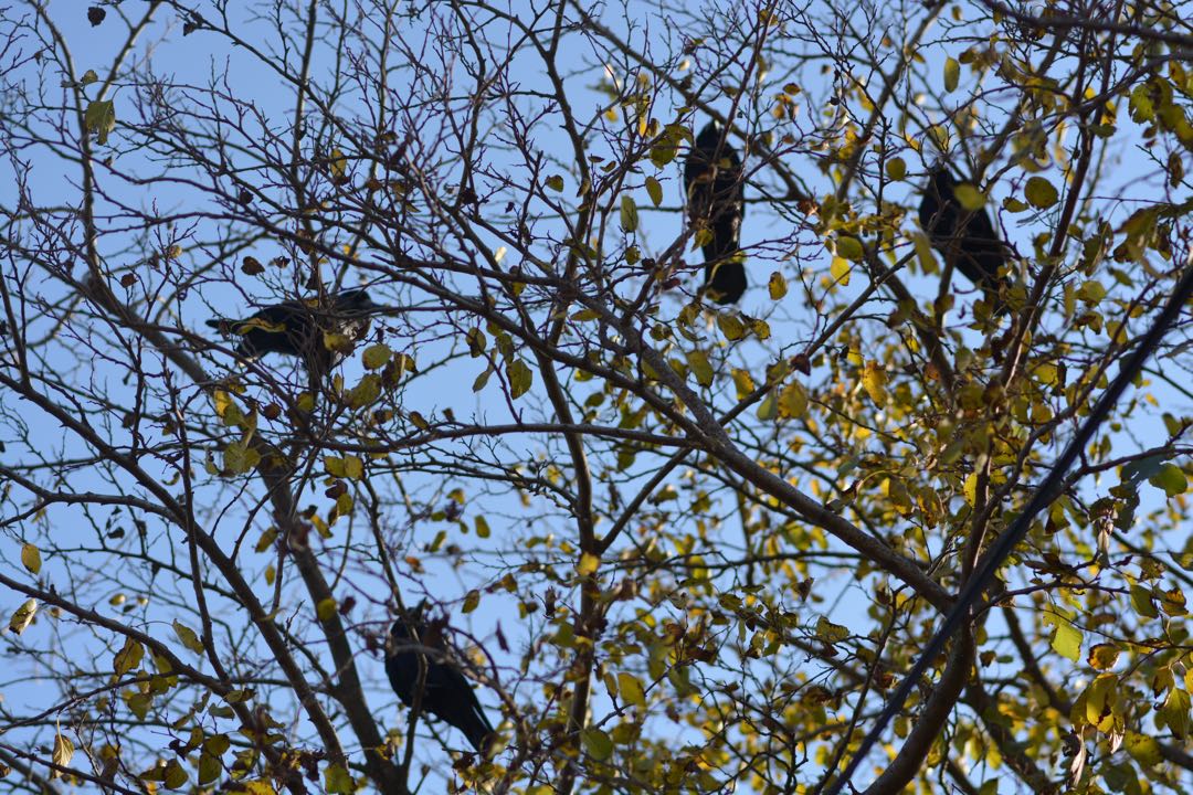 Birds 