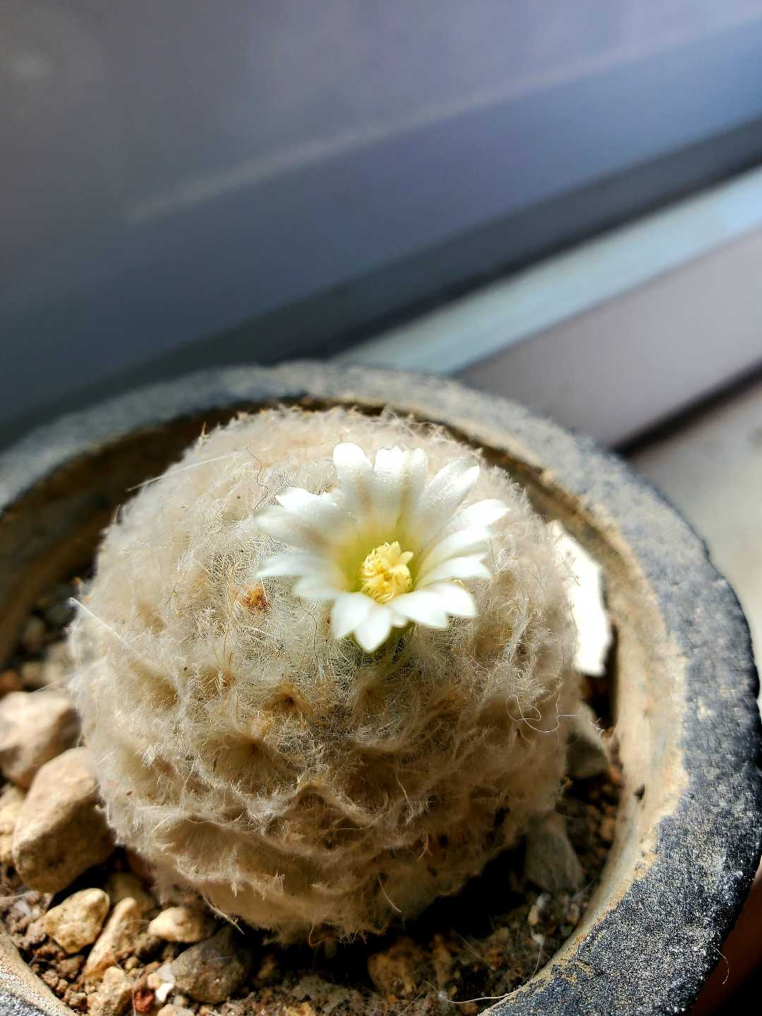 Floreciendo 