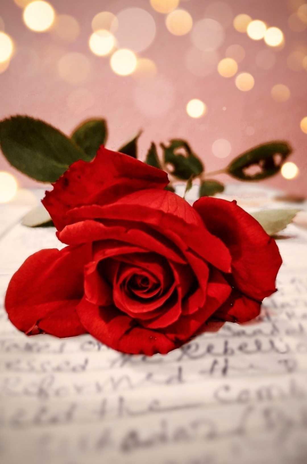 Red Rose
