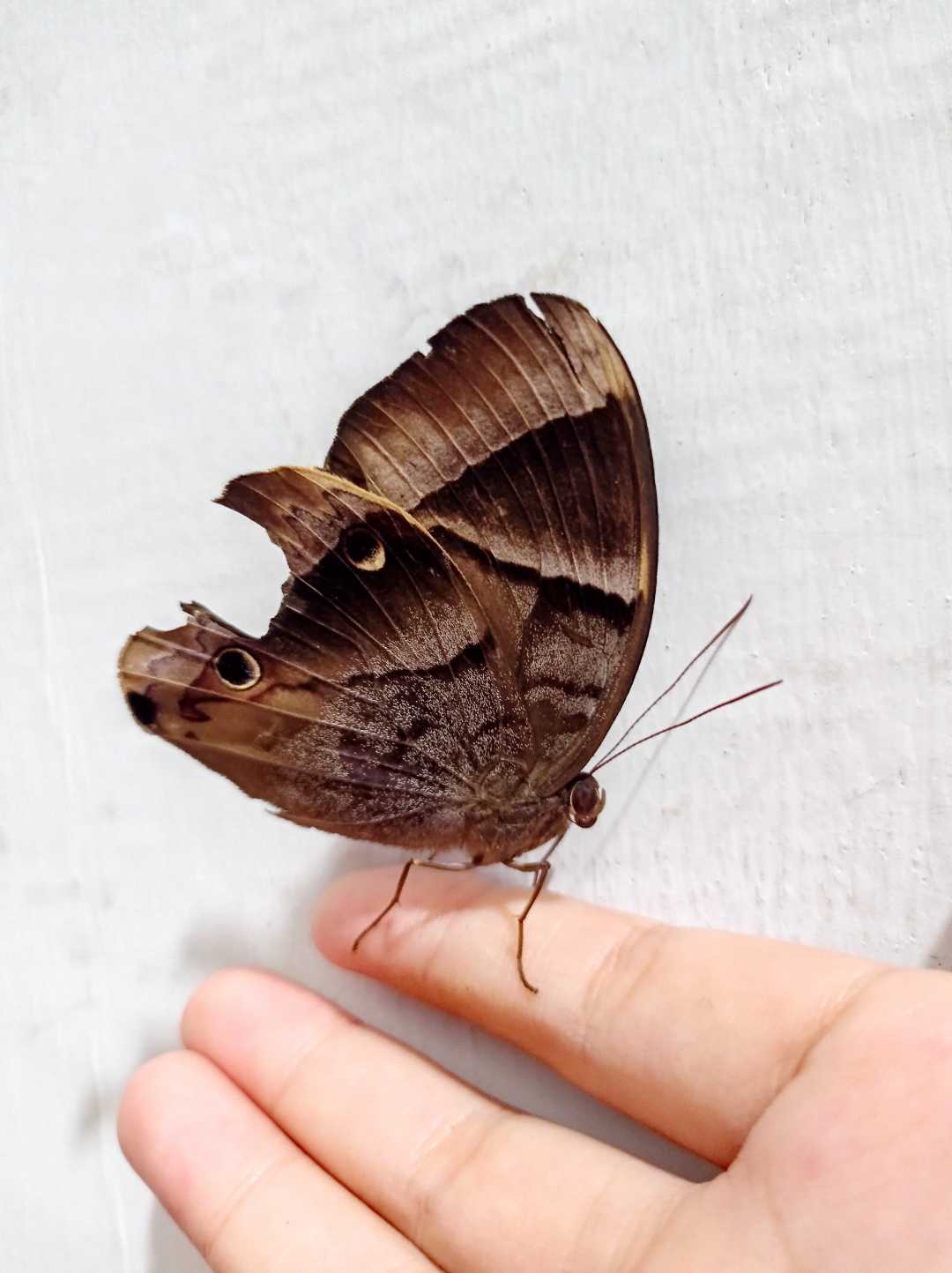 Butterfly🦋