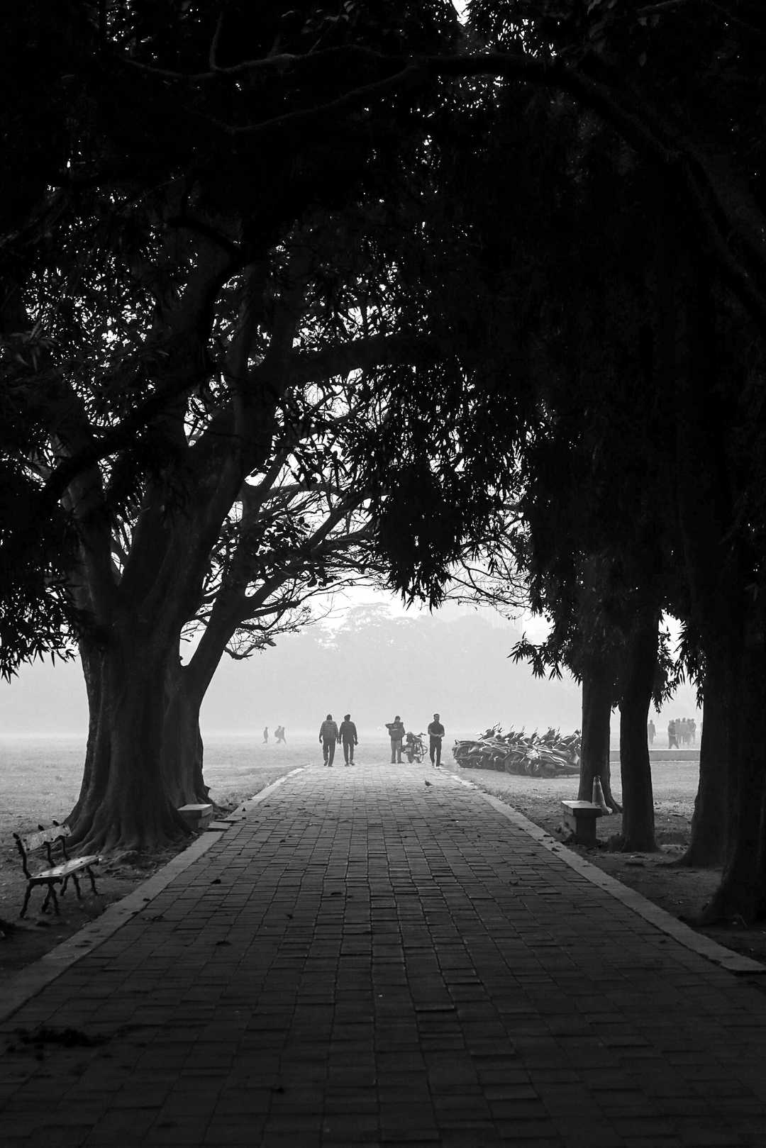 🌳 The Way of Nature 🌳