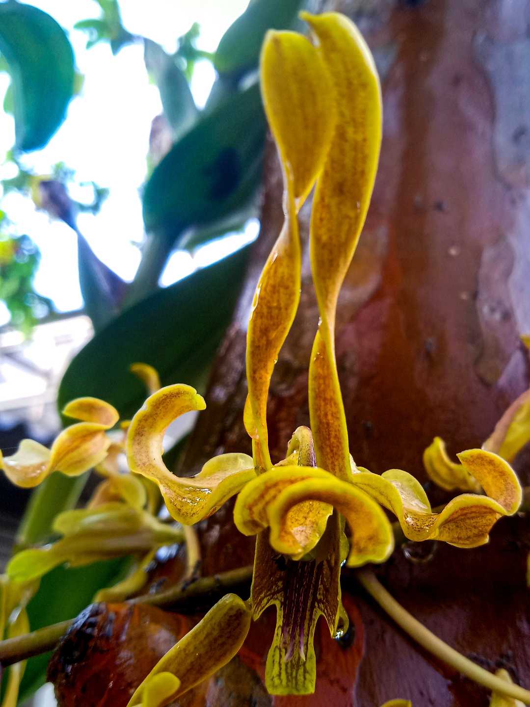 Dendrobium Ong Ang Ai Boon