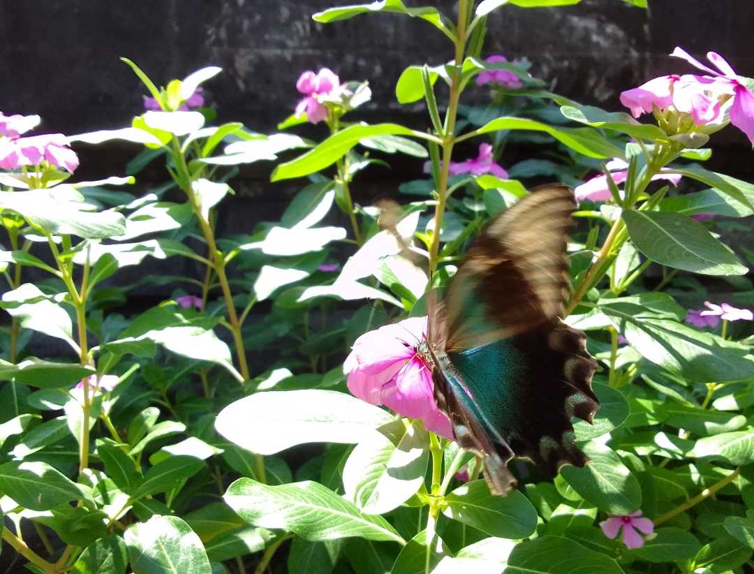 Butterfly