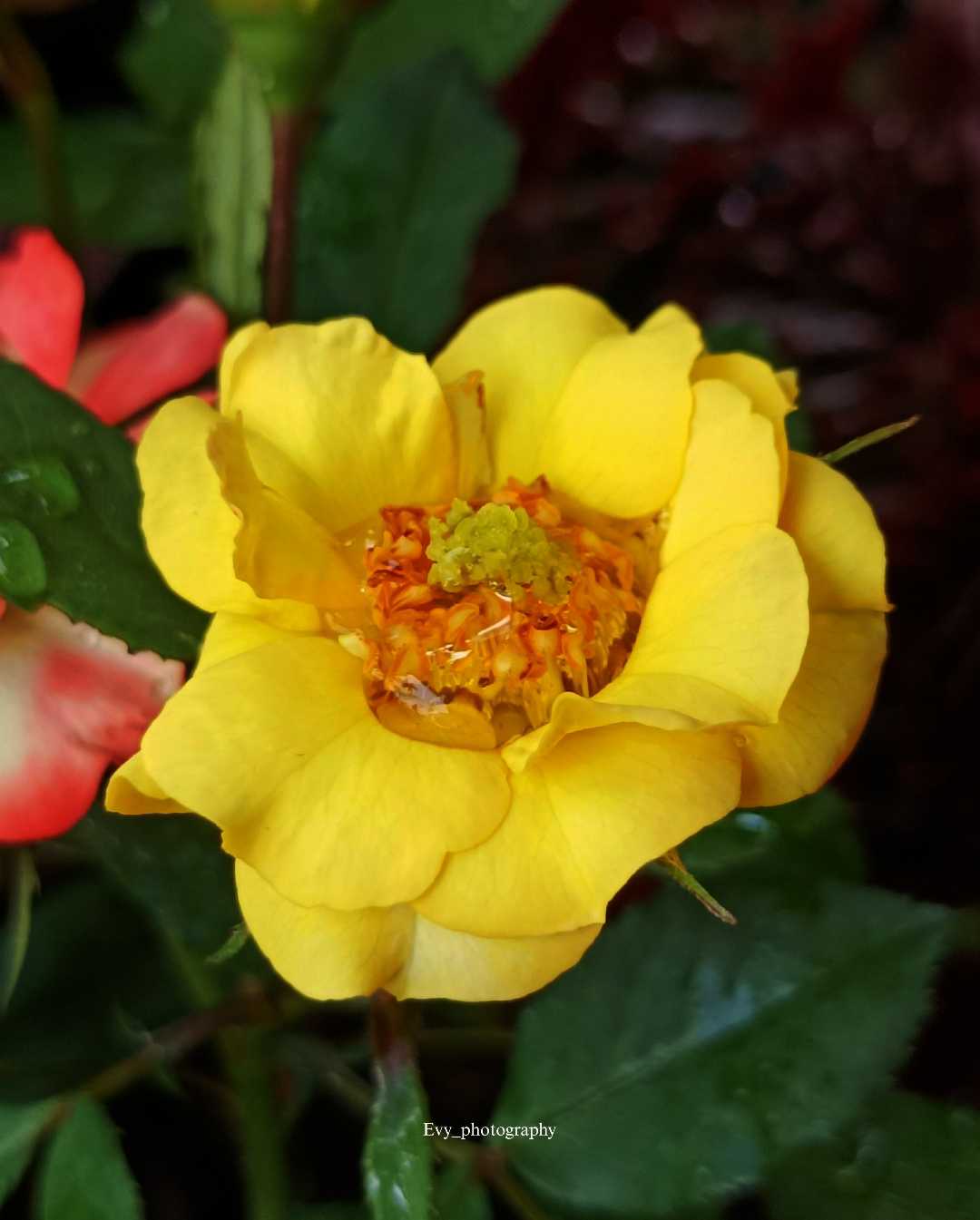 Yellow rose