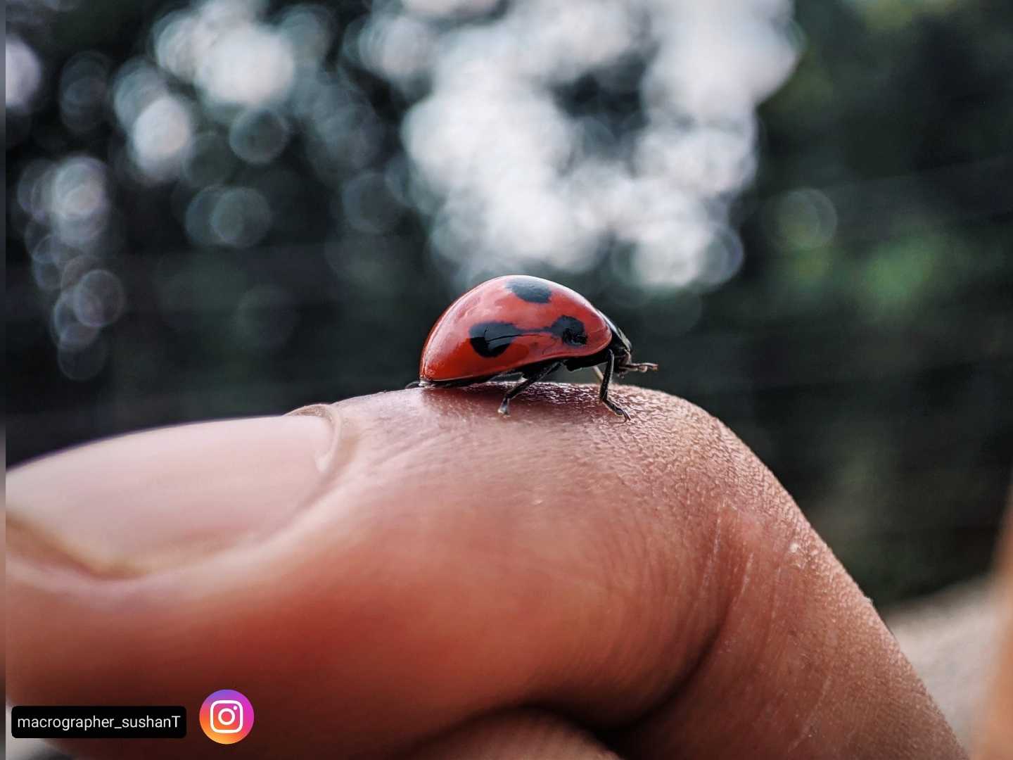 The seven-spot🐞 ladybird is playing on my fingers 🤗