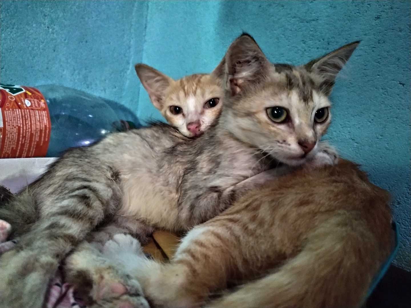🐈
