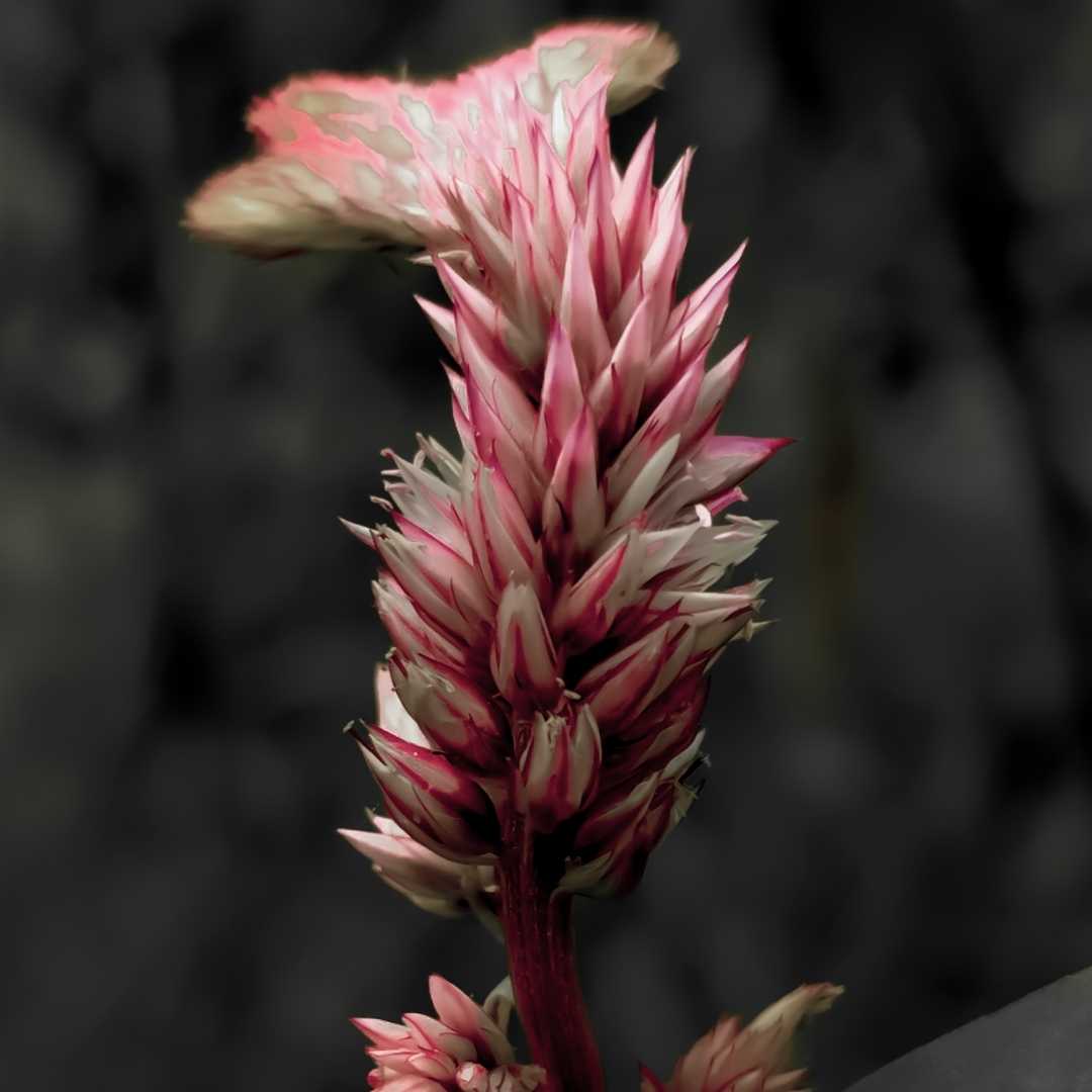 can you name this flower ?