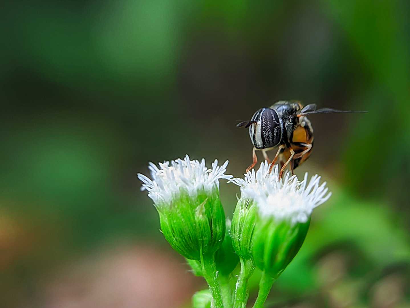 PARAGUS TIBIALIS