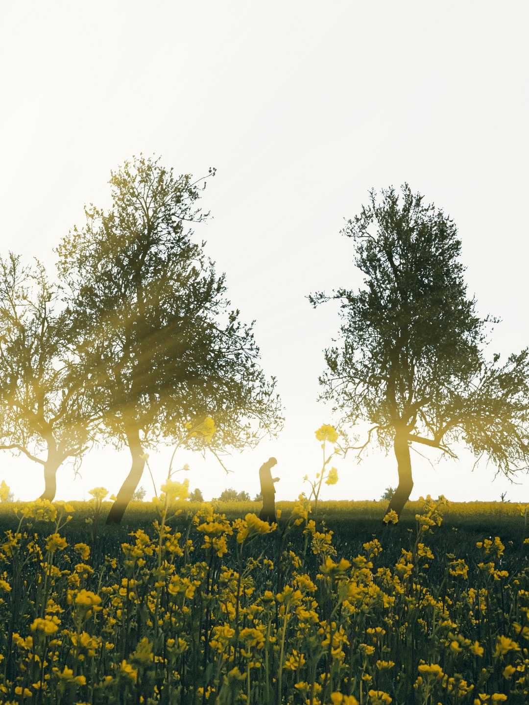 Rays of Hope 