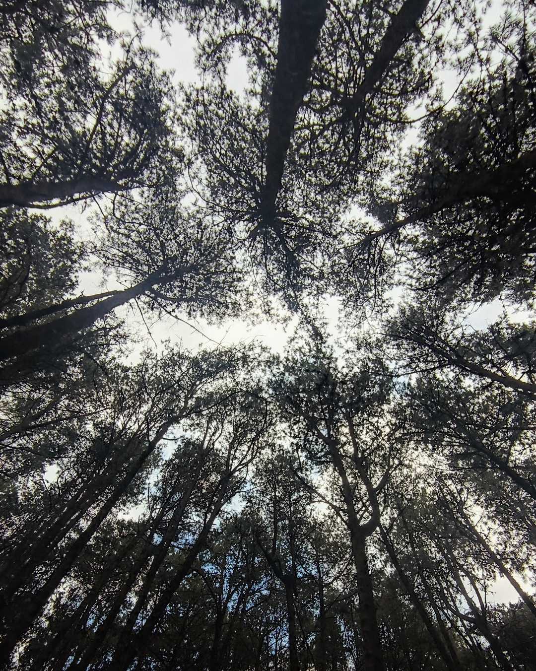 pine forest