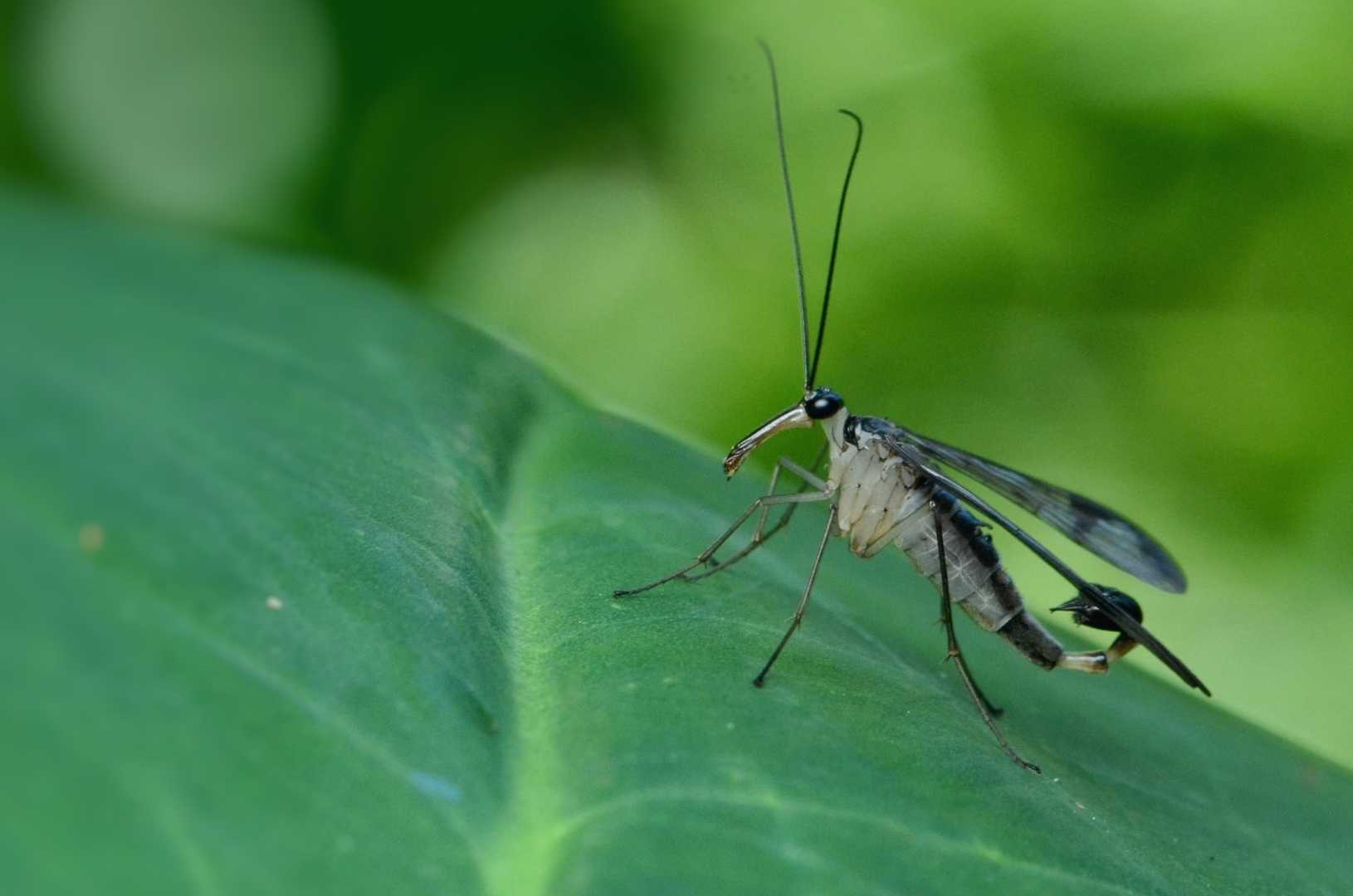Neopanorpa Sp. (Male)