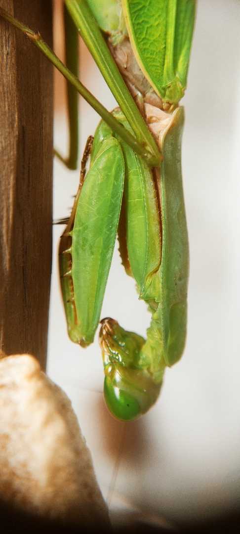 praying mantis
