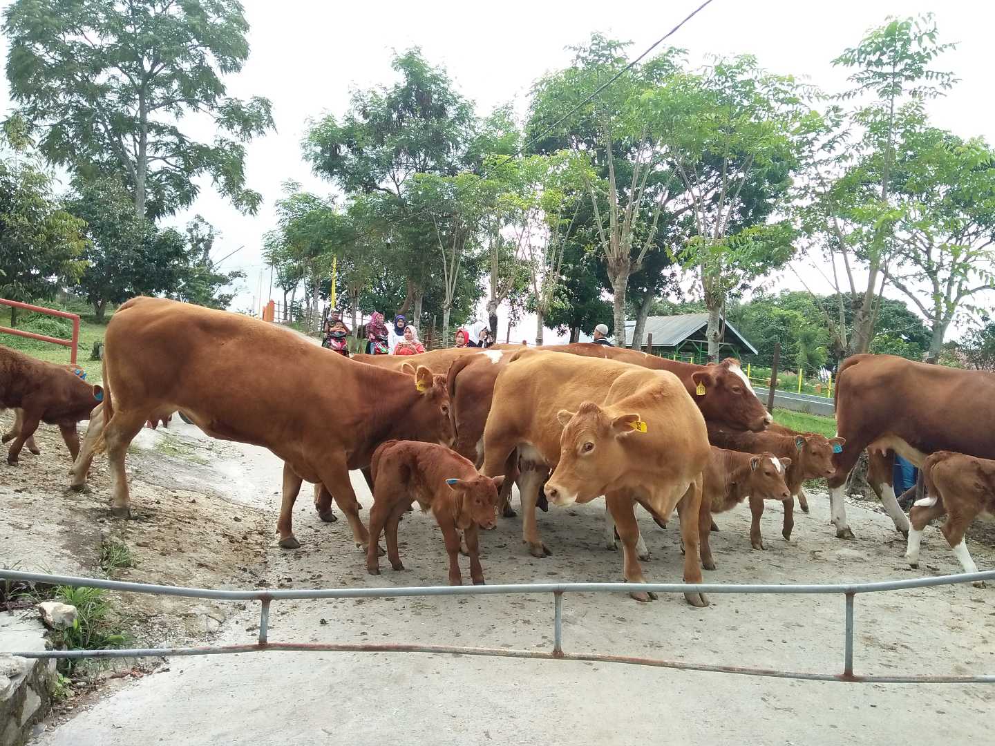 PADANG MANGATAS