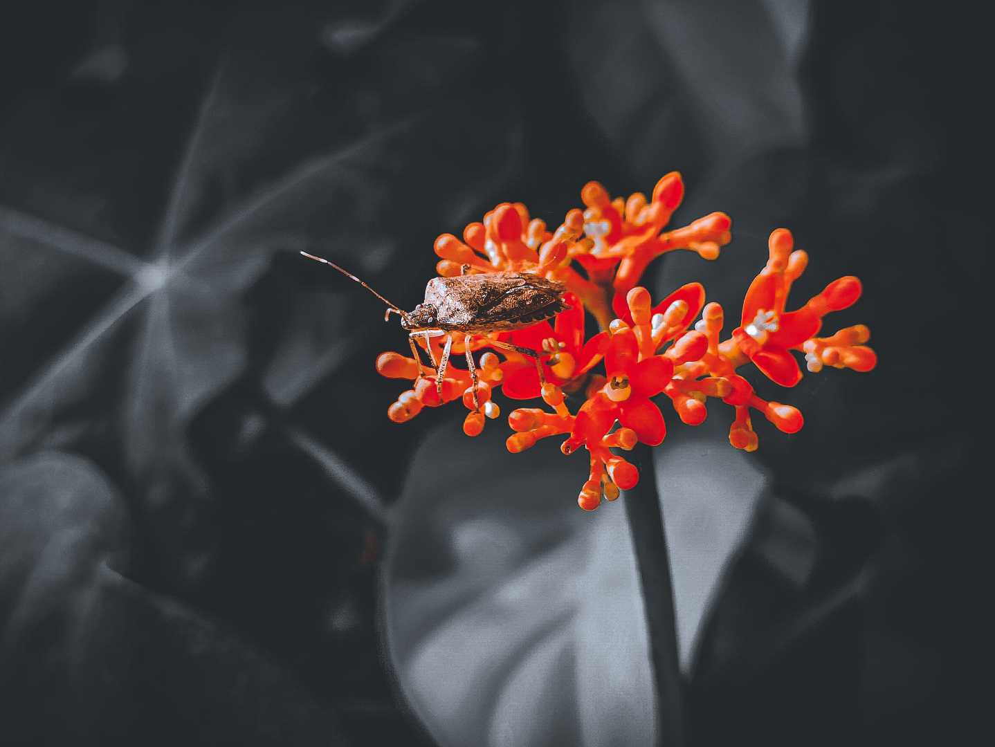 tick Insect