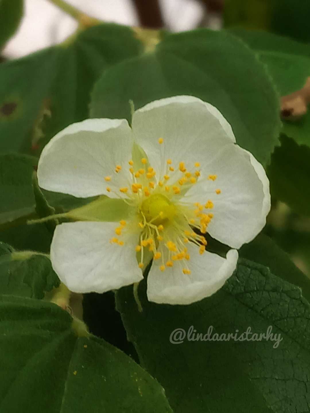 Bunga Pohon Kersen 