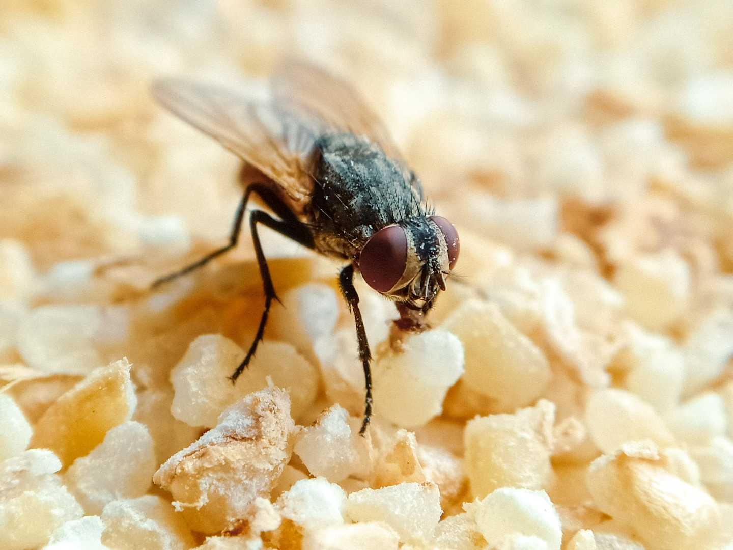 Fly 