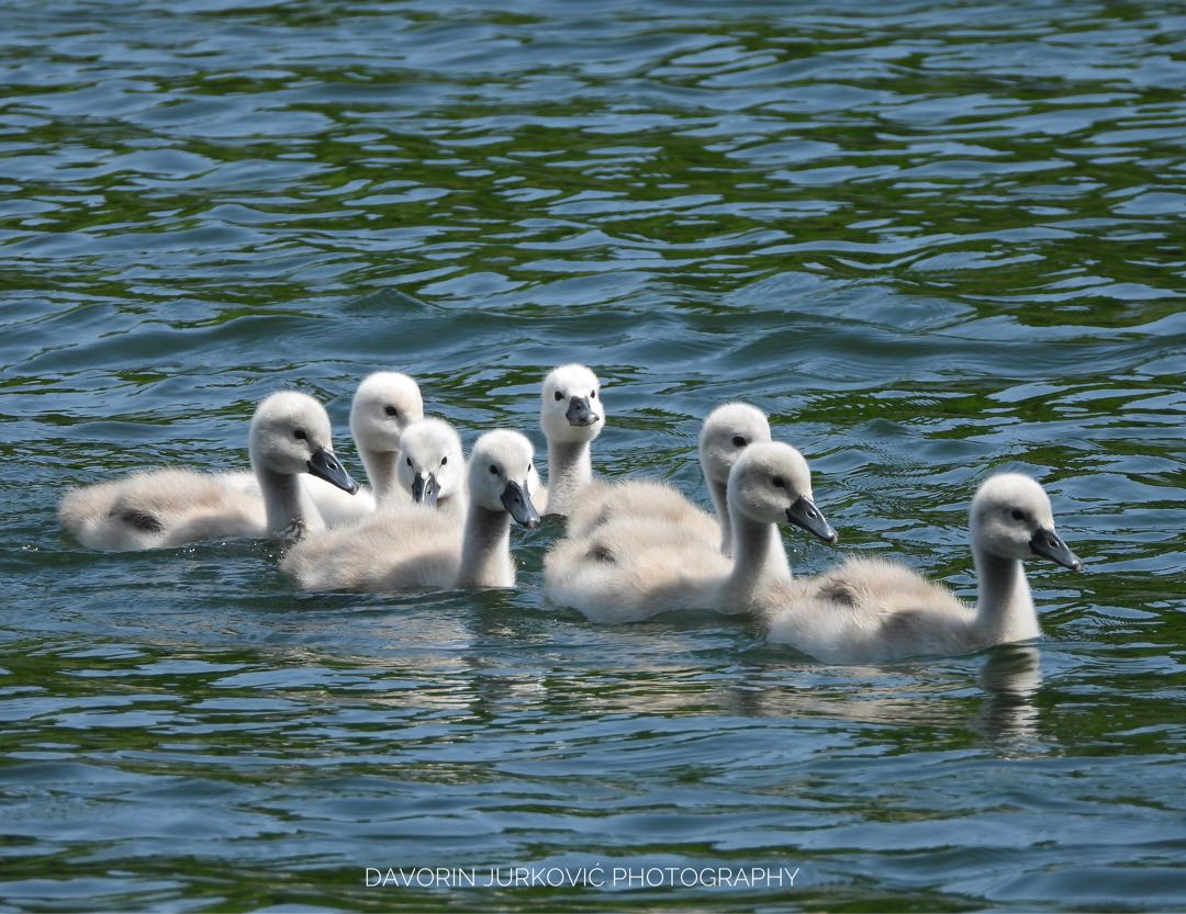 Youngster… (Cygnus olor)