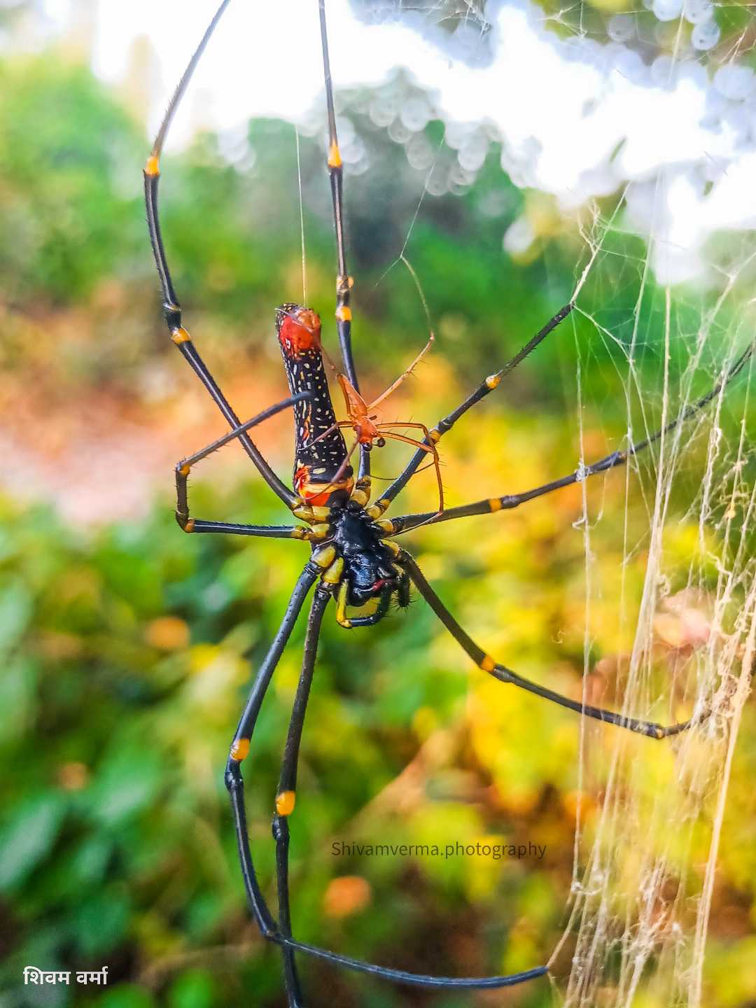 Spider 😃 