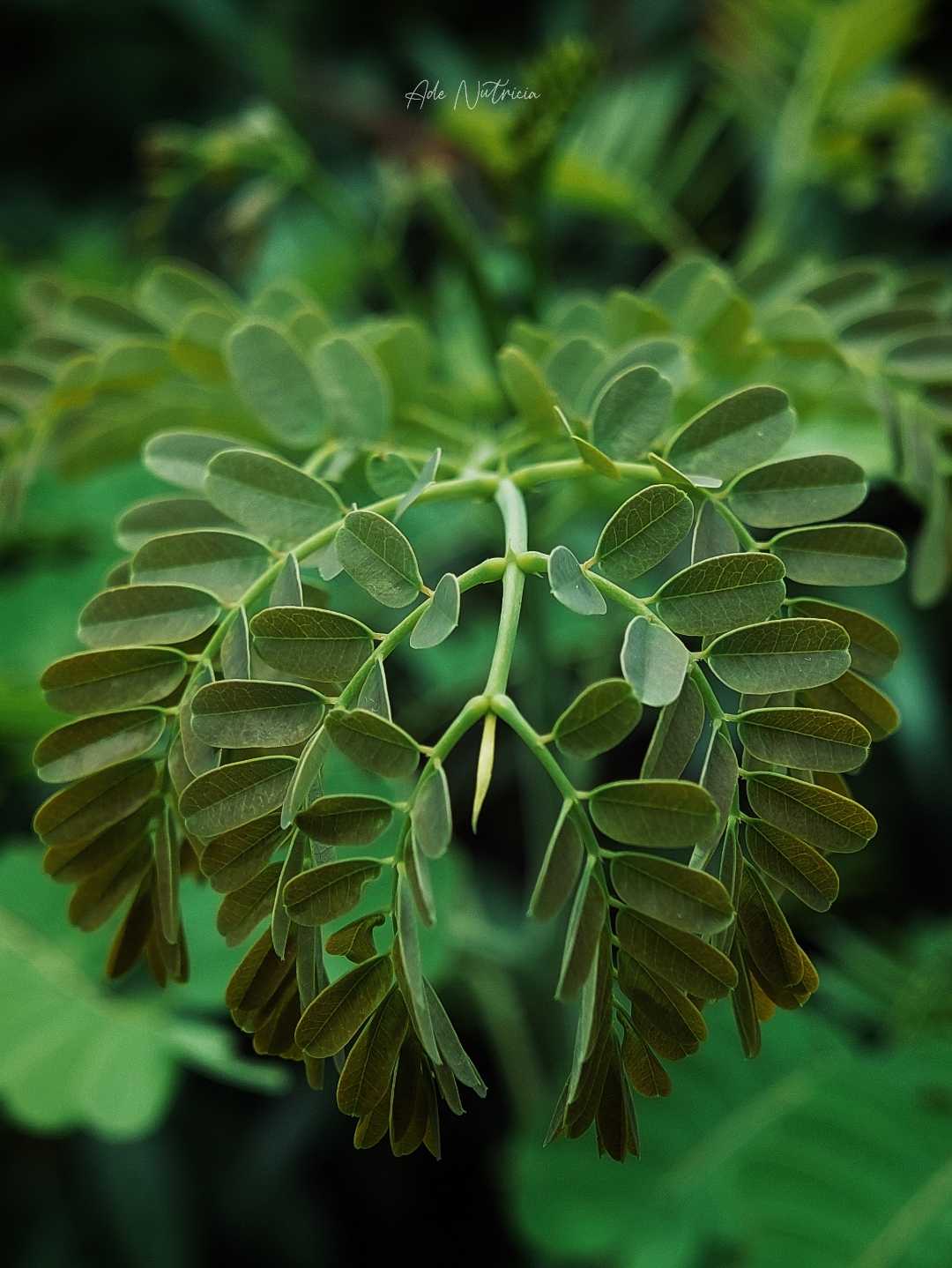 Daun