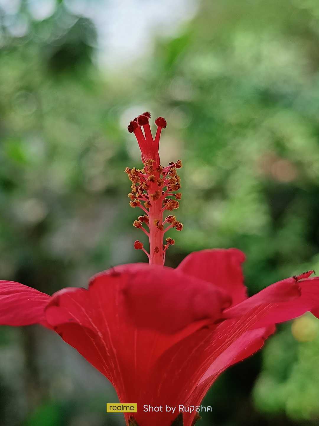 Hibiscus flower 🌺