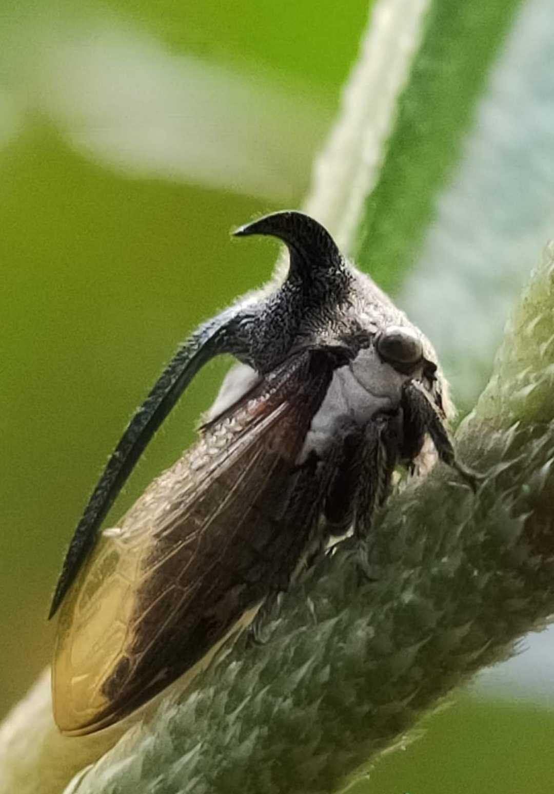 Treehoppers