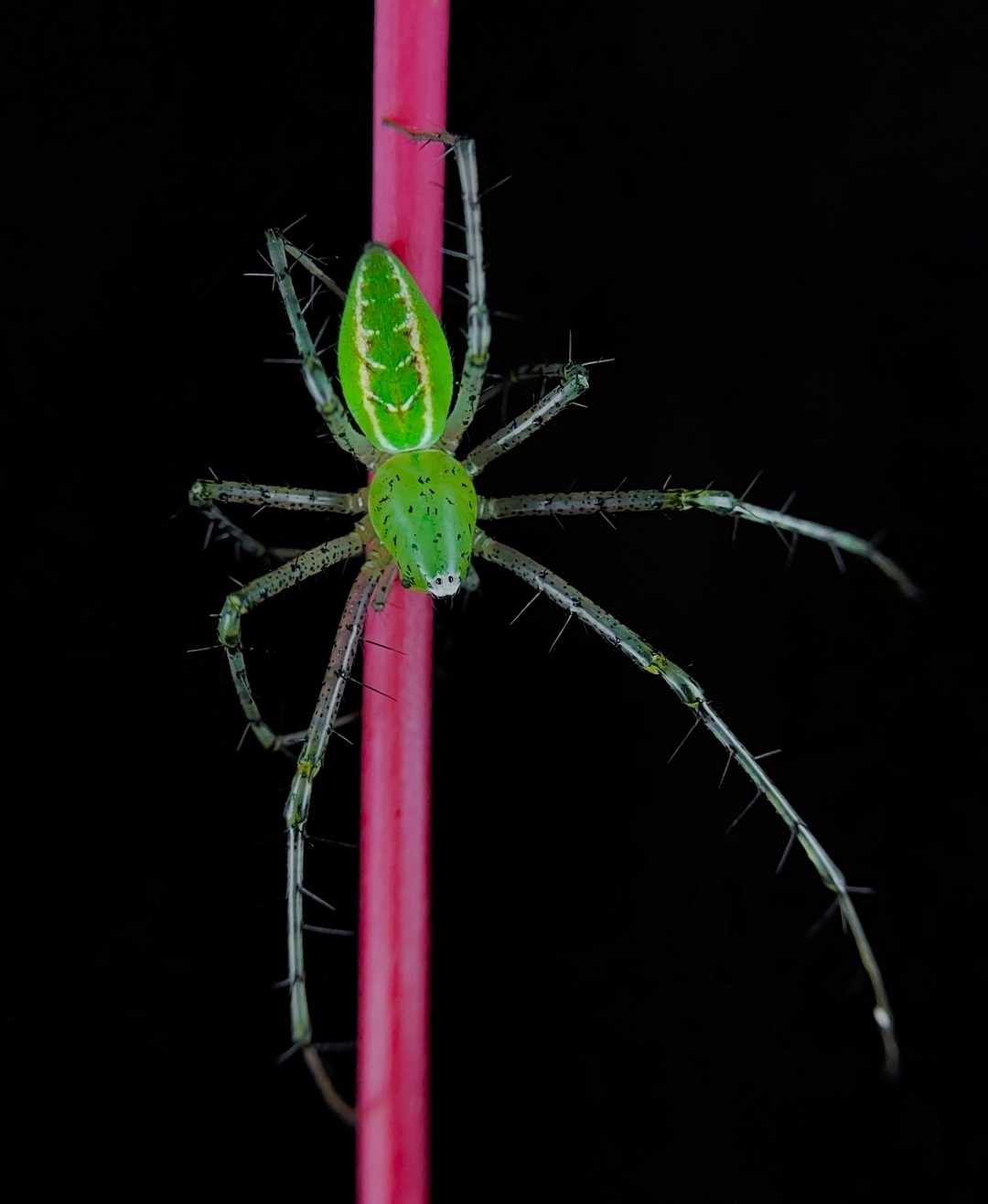green lynx spider 