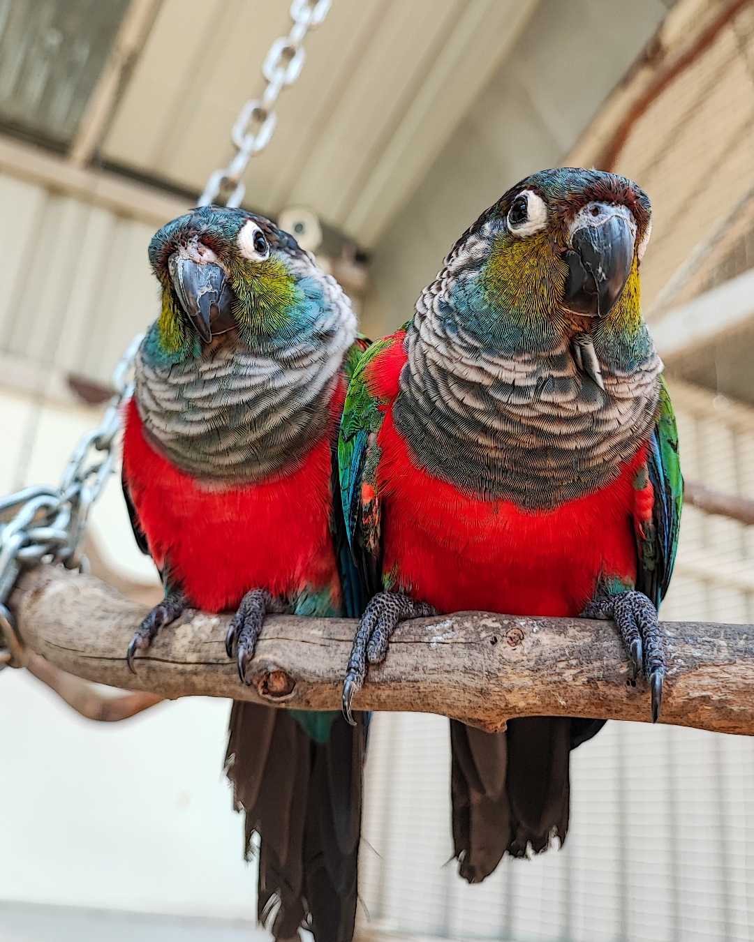 Parrot