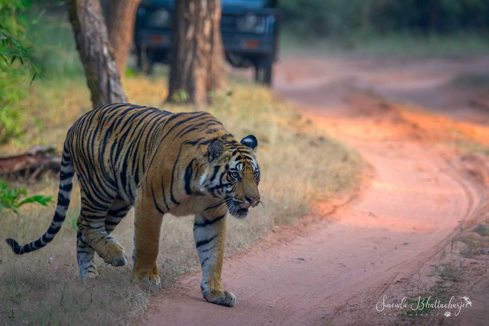 The Royal Walk