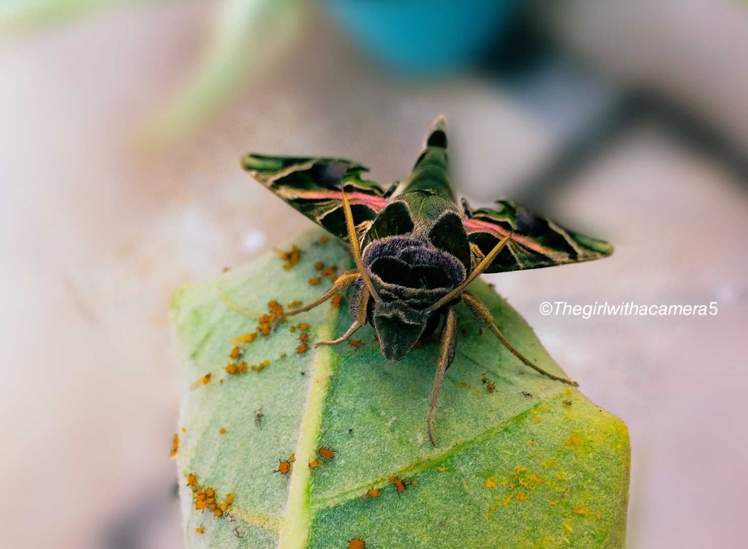 Jade Hawkmoth.