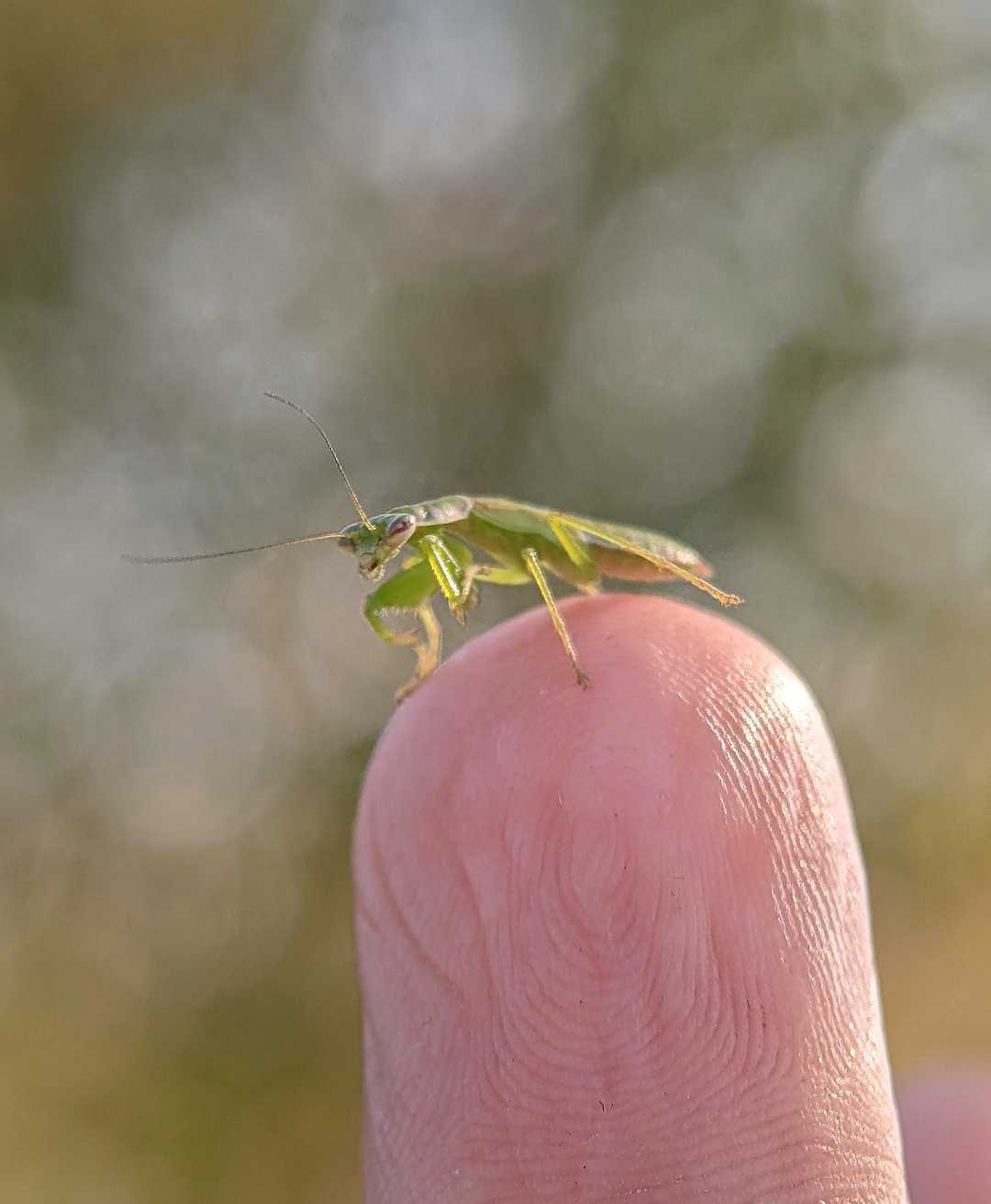Asian ant mantis