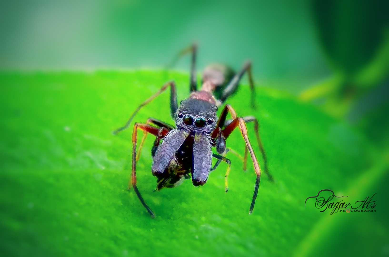 ant mimicking jumping spider 
