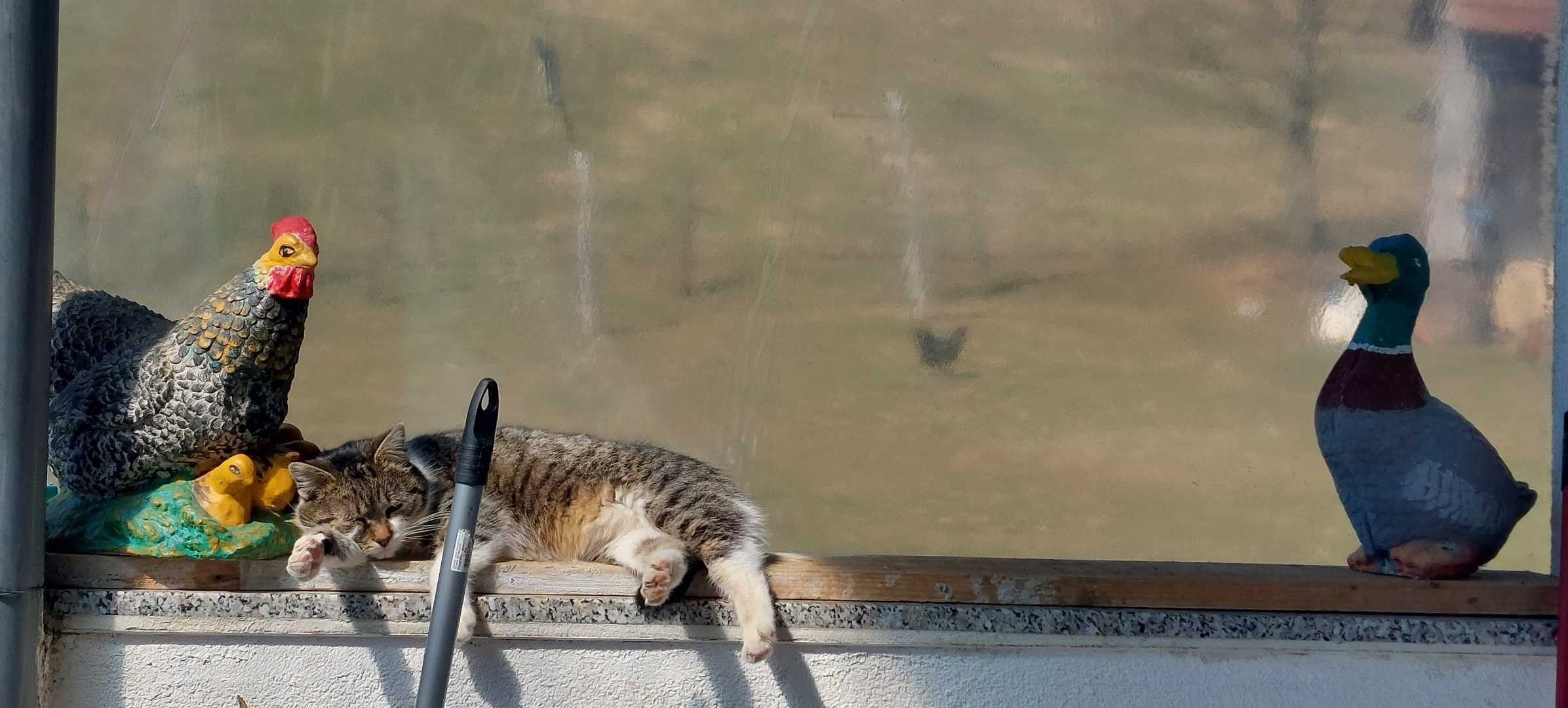 🐈