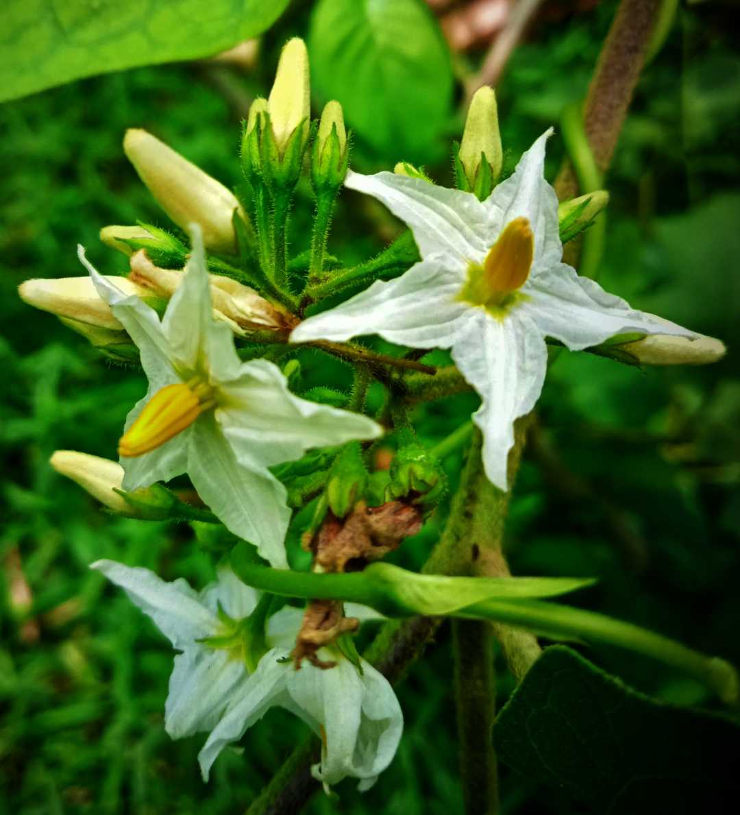 bunga terong cepoka